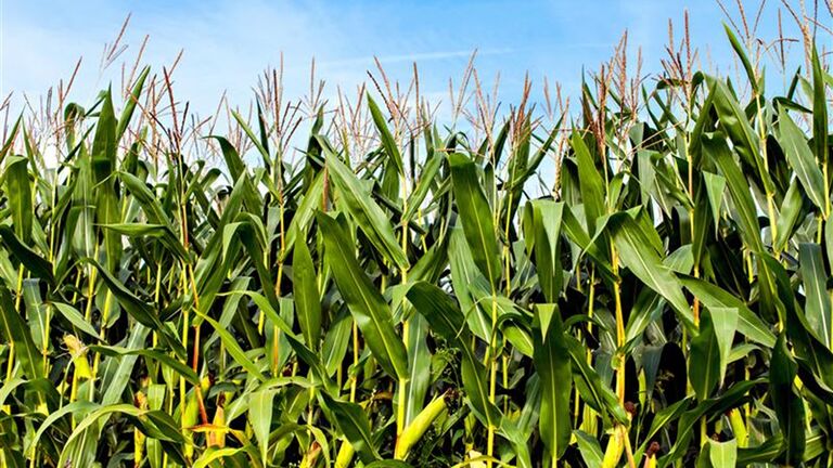 A lush field of tall corn plants stretching towards a blue sky, displaying vibrant green leaves and developing ears of corn