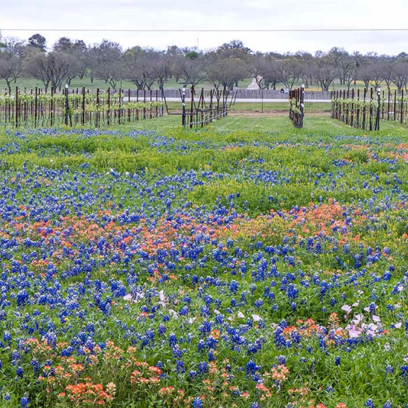 Image of field with flowers in Texas