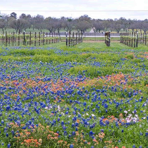 Image of field with flowers in Texas