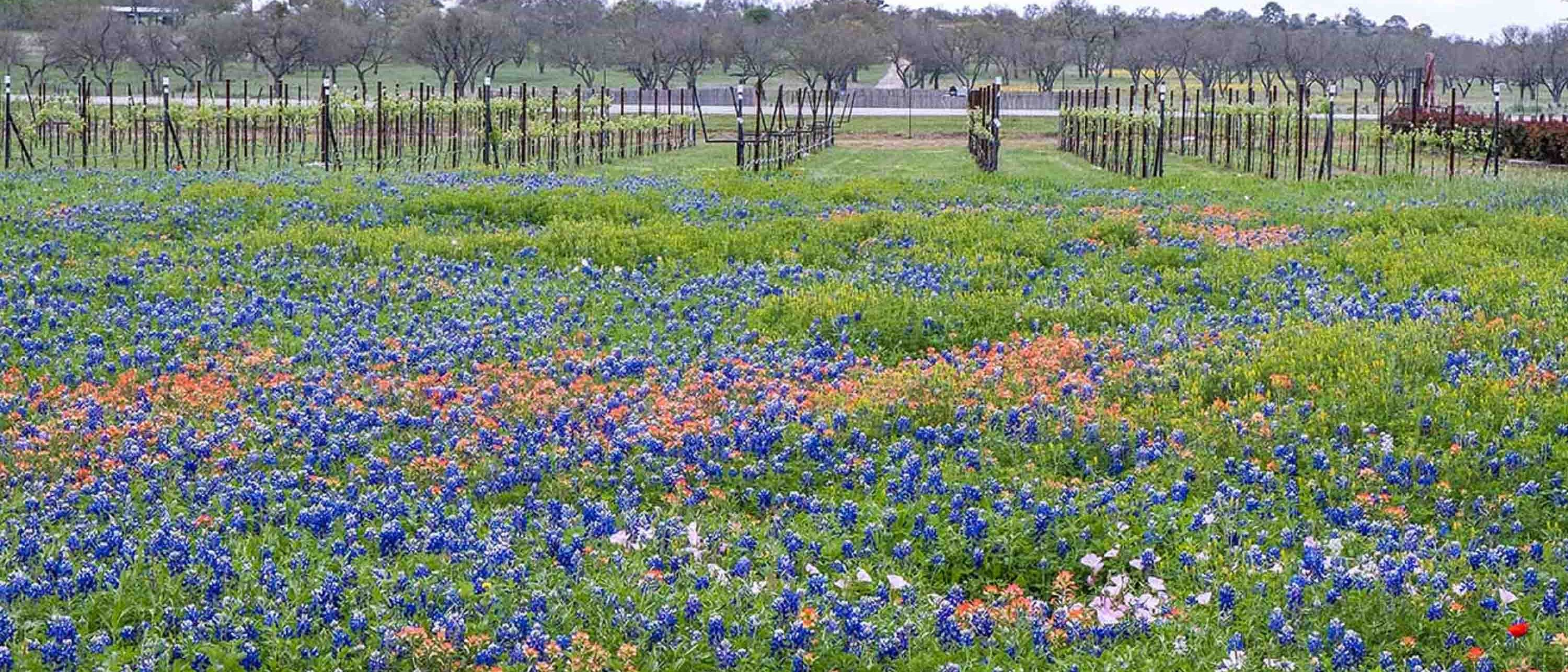 Image of field with flowers in Texas