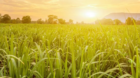 Biofuels (picture of a sunset over a lush green field)