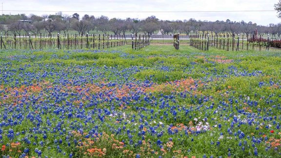 Image of field with flowers in Texas