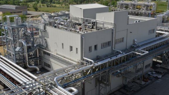 Biosuccinium plant